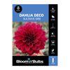 Bloomin Bulbs Dahlia Sultans Sire - 1 Pack
