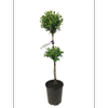 10L English Box Hedge - Buxus Sempervirens