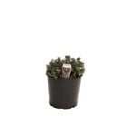 200mm Rosemary 'Blue Lagoon'