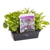 Punnet Lobelia Colour Cascade - Lobelia erinus