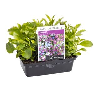 Punnet Lobelia Colour Cascade - Lobelia erinus