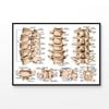 lumbar Spine Structure Human Body Print 100% Australian Made 90x60cm (Poster)