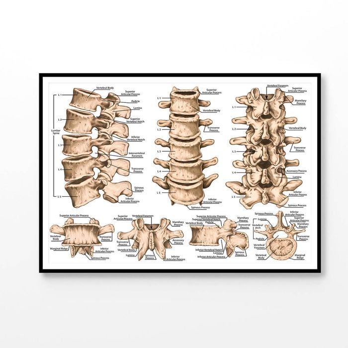 lumbar Spine Structure Human Body Print 100% Australian Made 90x60cm (Poster)