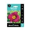 Bloomin Bulbs Daylily Charcoal - 1 Pack
