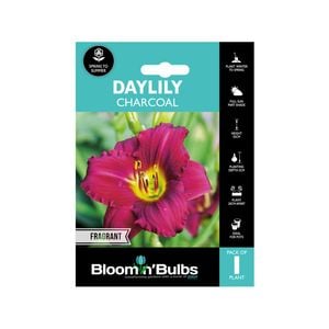 Bloomin Bulbs Daylily Charcoal - 1 Pack