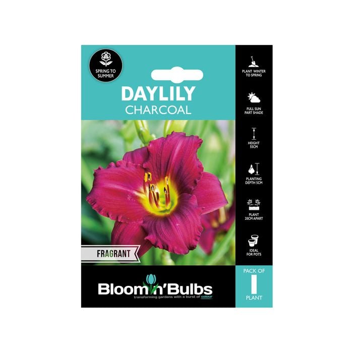 Bloomin Bulbs Daylily Charcoal - 1 Pack