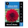 Bloomin Bulbs Dahlia Dragons Blood 1 Pack