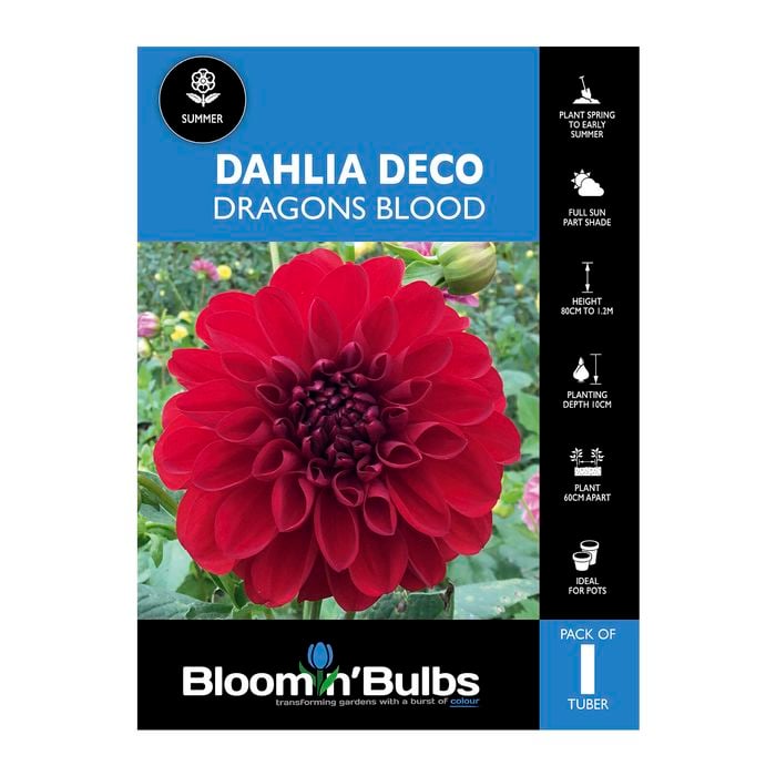 Bloomin Bulbs Dahlia Dragons Blood 1 Pack