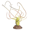 Reptile One Plant Small Paucifolia Green W/ Ceramic Base 24cm (46837)