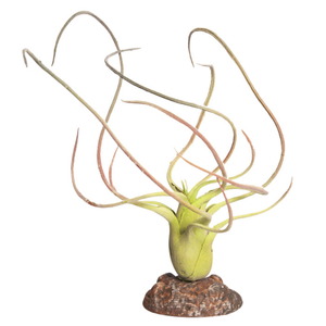 Reptile One Plant Small Paucifolia Green W/ Ceramic Base 24cm (46837)