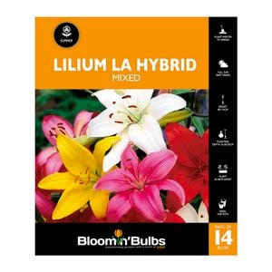Bloomin' Bulbs Lilium La Hybrid Mixed - 14 Pack