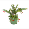 250mm  Grevillea Ignite