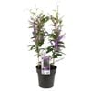 200mm Hardenbergia Happy Wanderer - Hardenbergia violacea