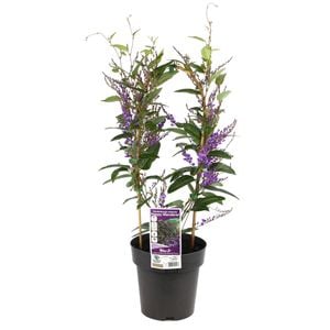 200mm Hardenbergia Happy Wanderer - Hardenbergia violacea