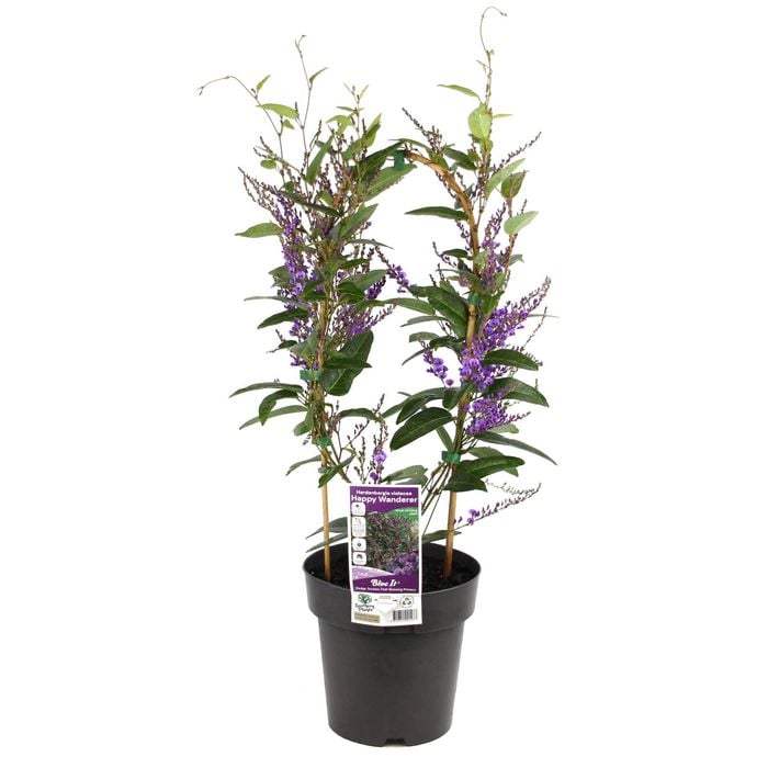 200mm Hardenbergia Happy Wanderer - Hardenbergia violacea