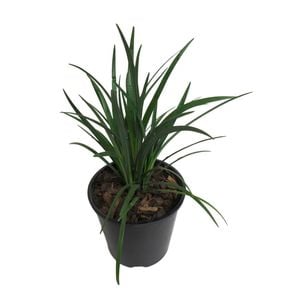 1.9L Evergreen Giant - Liriope muscari
