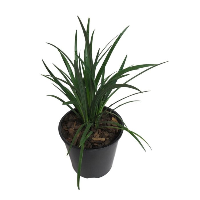 1.9L Evergreen Giant - Liriope muscari