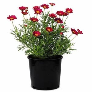 2.5L Federation Daisy Starlight Red - Argyranthemum frutescens