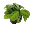 250mm Prayer Plant - Maranta SPP.