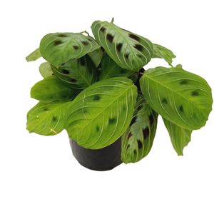 250mm Prayer Plant - Maranta SPP.