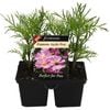 4 Cell Cosmos Apollo Pink - Cosmos bipinnatus