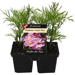 4 Cell Cosmos Apollo Pink - Cosmos bipinnatus