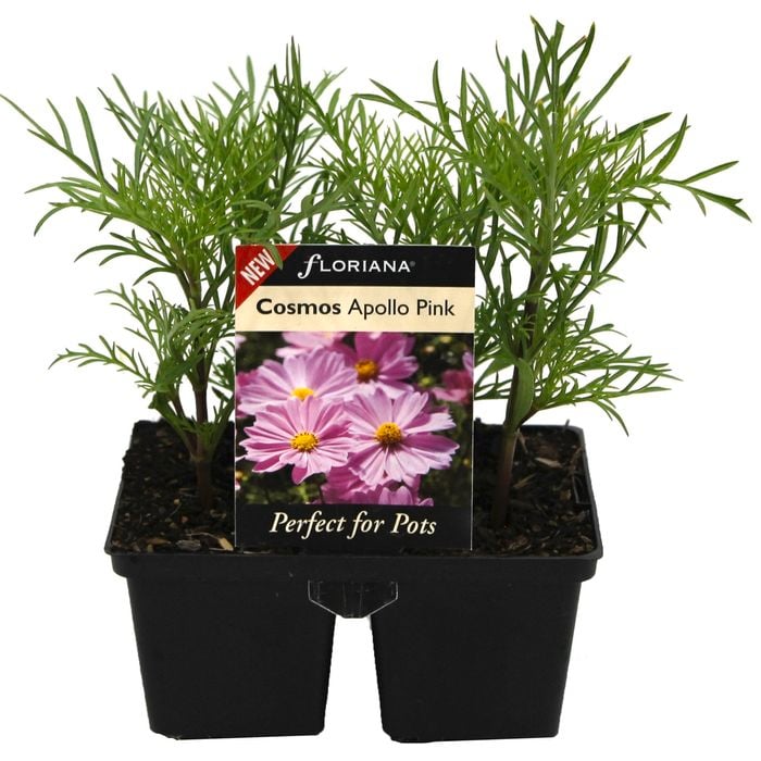 4 Cell Cosmos Apollo Pink - Cosmos bipinnatus