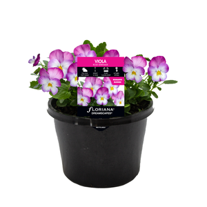 180mm Viola Rose Serenade - Viola cornuta