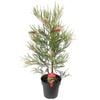 200mm Grevillea Aphrodite's Dream - Grevillea xhybrid
