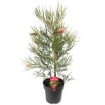 200mm Grevillea Aphrodite's Dream - Grevillea xhybrid