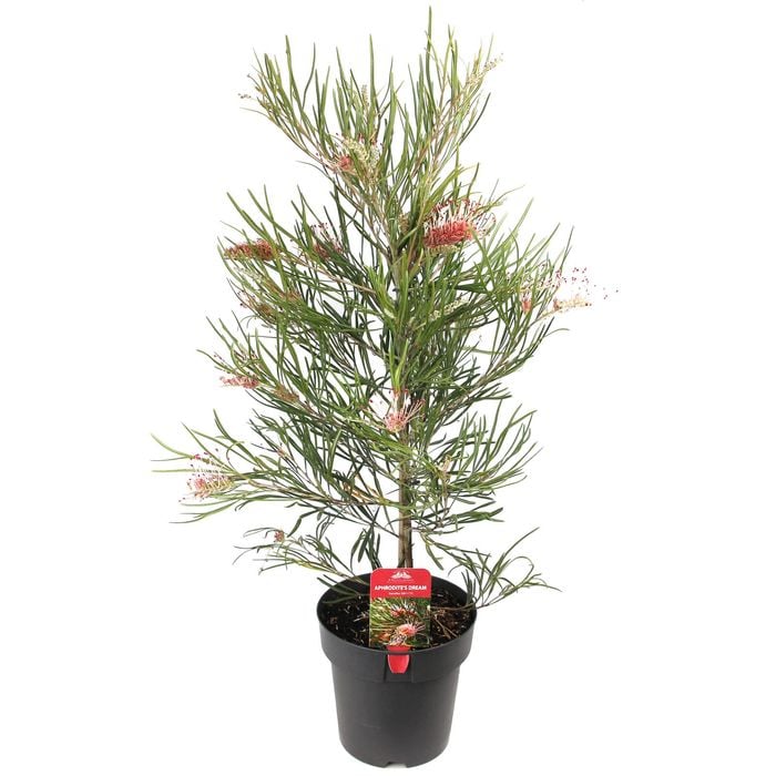 200mm Grevillea Aphrodite's Dream - Grevillea xhybrid