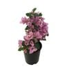 150mm Bougainvillea Purple Cascade - Bougainvillea glabra