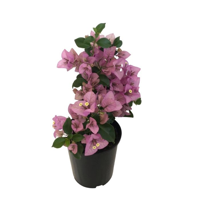 150mm Bougainvillea Purple Cascade - Bougainvillea glabra