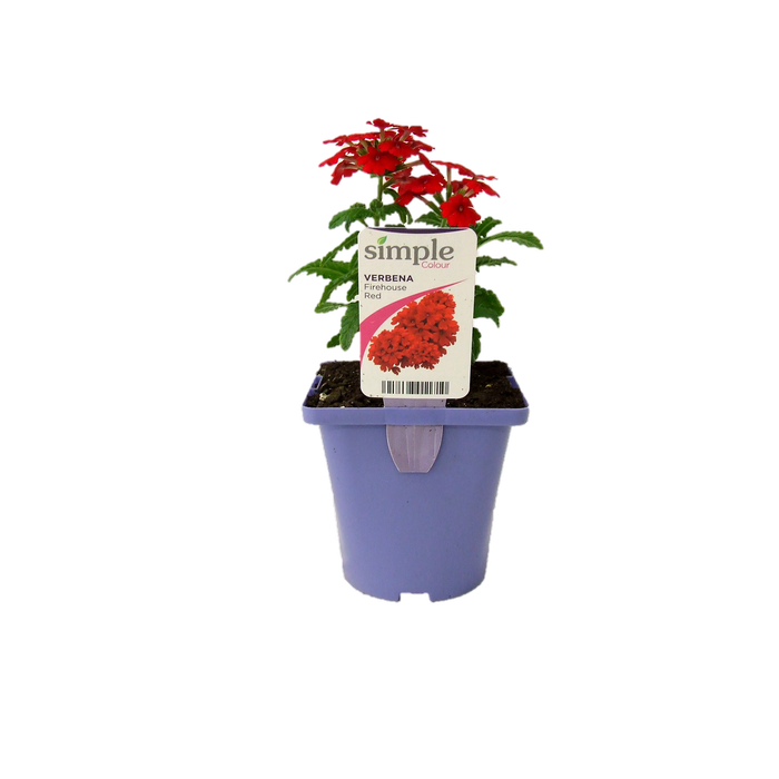 10cm Verbena Firehouse - Verbena