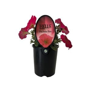 1.5L Hells Petunias - Hells petunia Hybrid