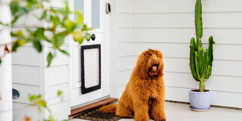 dog in front of an entrace door