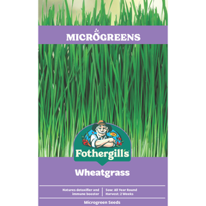 Fothergill's Wheatgrass