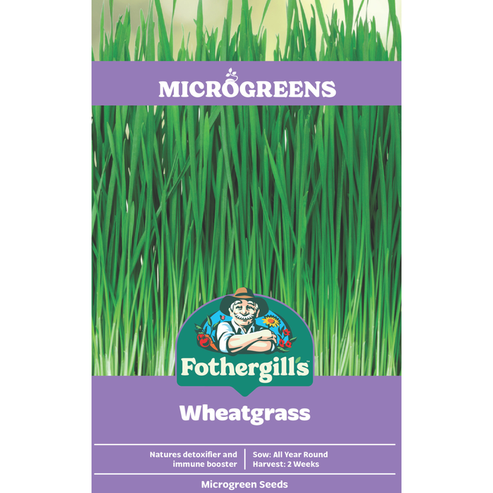 Fothergill's Wheatgrass