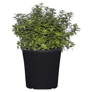 200mm Pittosporum Golf Ball