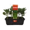 Punnet Snow Pea - Pisum sativum - Grow Your Own Range
