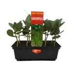 Punnet Snow Pea - Pisum sativum - Grow Your Own Range