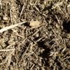 Mother Earth 1m3 Water Saving Mulch