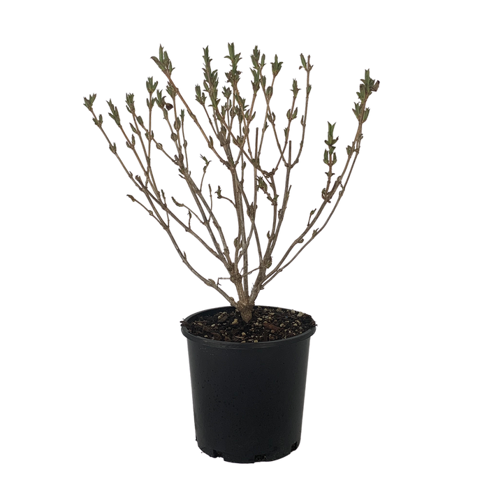 4.5L Weigela - Weigela snowflake