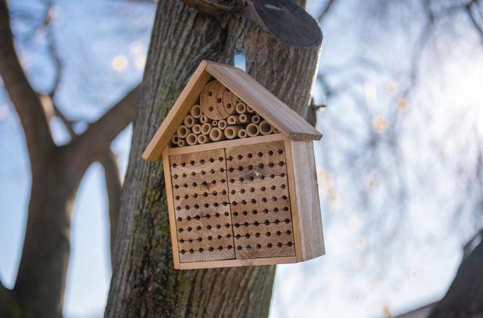 House for bees put on tree.