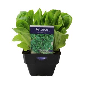 100mm Lettuce Mini Cos - Lactuca sativa