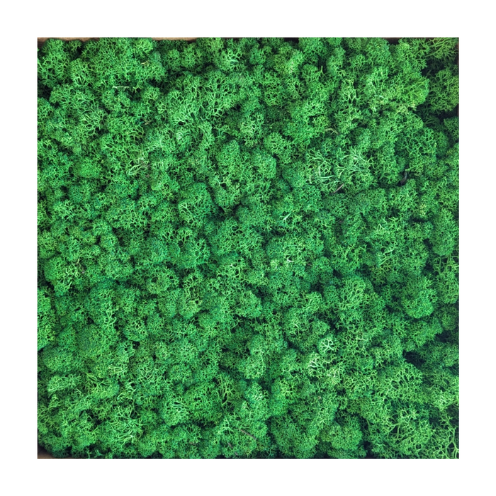 Blooms of Joy 1kg Nature Green Reindeer Moss