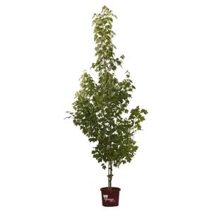 330mm October Glory Red Maple - Acer rubrum