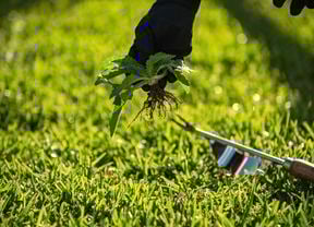 person removing weeds from grass