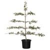 500mm Assorted Apple Espalier - Malus domestica