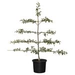 500mm Assorted Apple Espalier - Malus domestica
